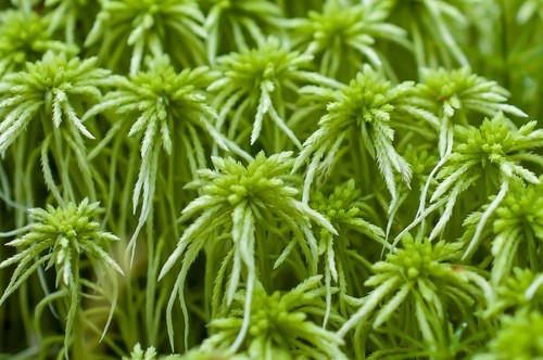 Sfagno vivo green - sfagno,