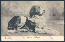 Aosta Gran San Bernardo Cane