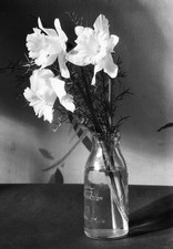 natura morta con fiori