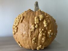 Zucca Gallosa d’Eysine - Nocciolina (Cucurbita maxima) Orto Primavera 15 Semi