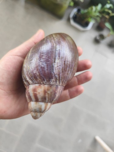 Guscio chiocciola gigante