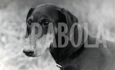 Foto vintage Animali, Freda, mamma di 14 cuccioli, 1985, stampa 19 x 13 cm