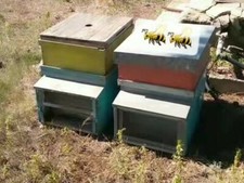 Vendo 2 Arnie più due cassetti per Api Nomadismo Solo Nido  SENZA TELAINI X- Api