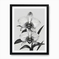 Phragmipedium Orchids Ink 2