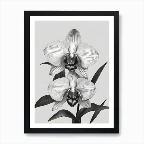 Phragmipedium orchids ink - orchids,