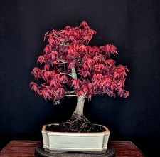 BONSAI DI ACERO ROSSO