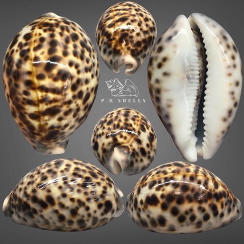 Cypraea tigris pardalis - pardalis, 94,4