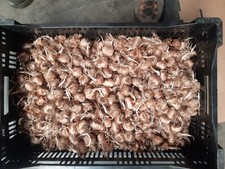 1000 Bulbi di Zafferano 10/11