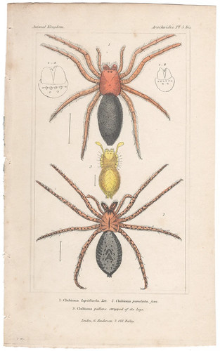 Cuvier regno animale antica - cuvier,