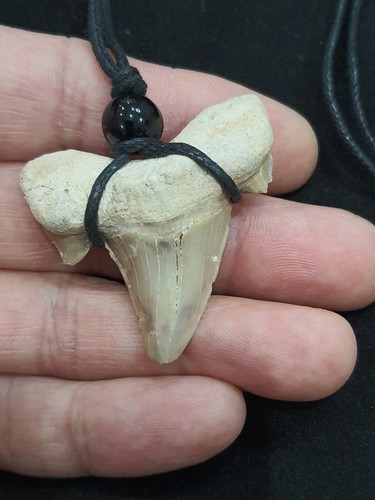 Otodus denti squalo - otodus, di