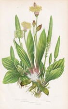 Plantago Major Erbe Fiori