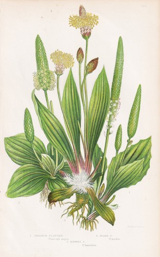Plantago major erbe fiori - major,