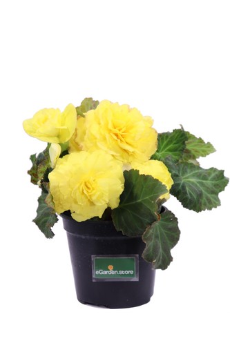 Pianta vera begonia - vera,