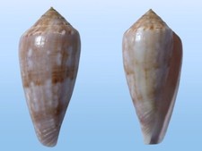 Conidae, Conus kinoshitai f. calliginosus, Balut, PHilippines, 54,7 mm, HARD