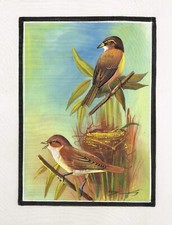 Bellissima Uccelli Art Pittura