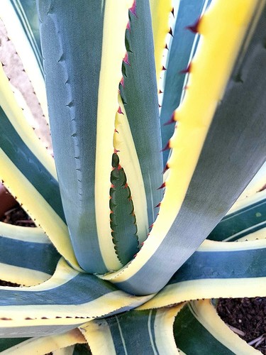 Piante grasse rare - |, agave