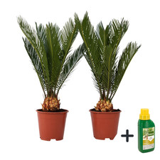 Plant in a Box 2 Cycas