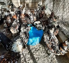 Uova feconde fertili GALLINA