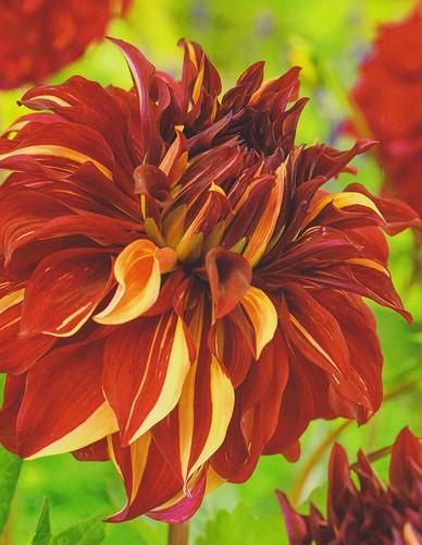 Gioielli dalie fiore - 1,