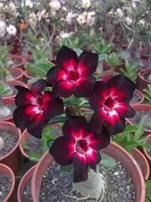 5 semi Adenium obesum BLACK