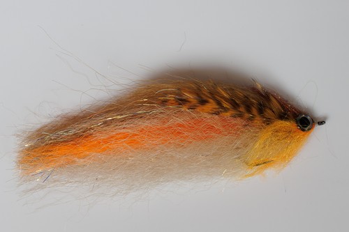 Fliegentom pesce predatore