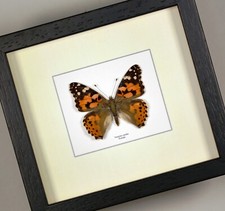 Vanessa cardui Dama dipinta