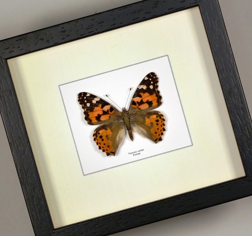Vanessa cardui dama dipinta - vanessa,