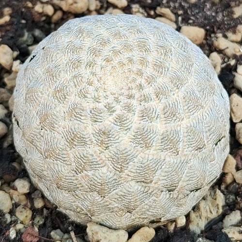 Euphorbia piscidermis