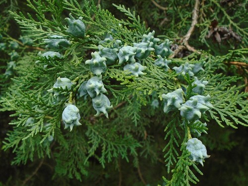 Albero della vita dell'Oriente