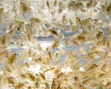 500ml daphnia magna pulex - 500ml, magna/pulex