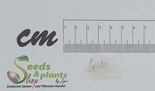 Tillandsia makoyana - 5x,