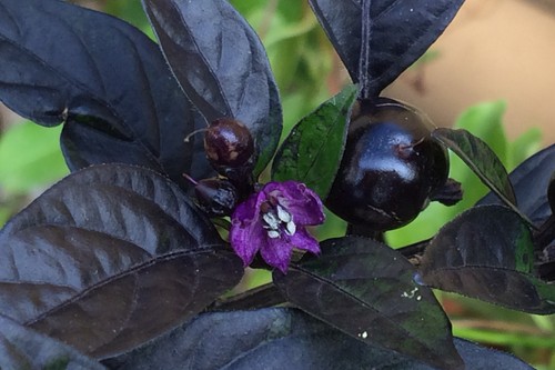 Semi peperoncino black - di,