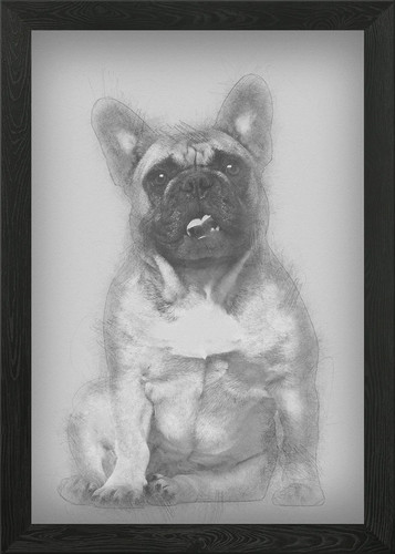 English bulldog puppy - puppy, 2