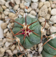 Echinocactus horizonthalonius
