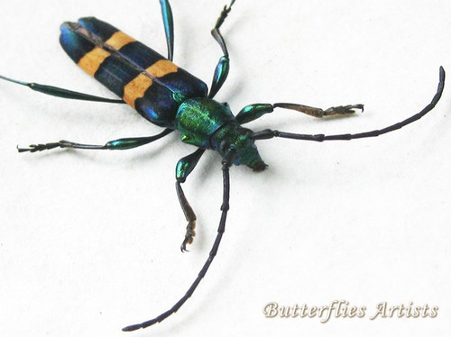 Shadowbox entomologia con