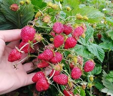 Piante fragole bosco - fragole,
