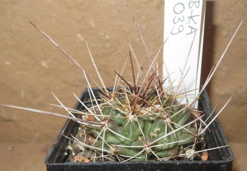 Thelocactus freudenbergii