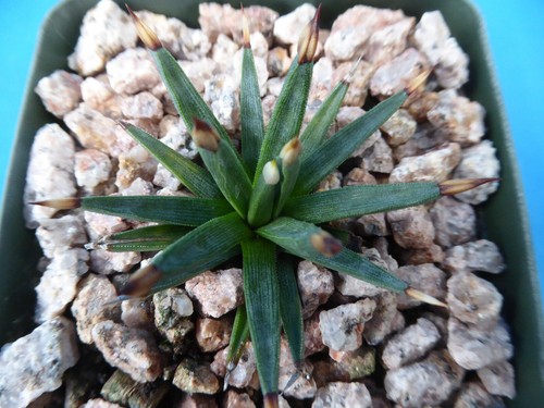 Agave albopilosa seedling - agave,