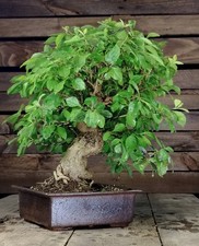 BONSAI di Durantha, Indoorbonsai Goldden Dewdrop, Taubenbeere Himmelsblute 43 cm