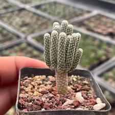 Pianta di cactus succulenta