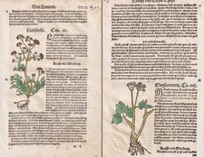 Meisterwurz Liebstöckel Erbe