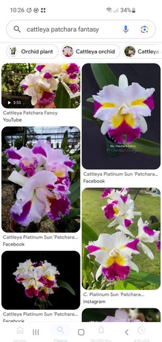 Cattleya blc pachara - ,