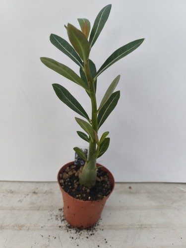 Adenium obesum rosa del - adenium,