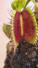 Dionaea muscipula “Aspera X