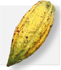 Raro Cacao CRIOLLO - 5 semi