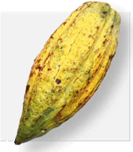 Raro cacao criollo 5 - cacao,