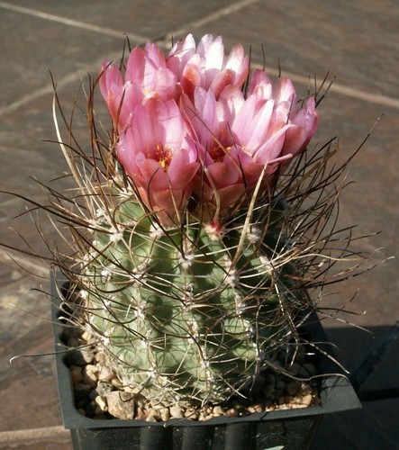 Sclerocactus schleseri 1015 - sb,