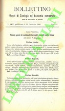 POLLONERA Carlo - Nuove specie