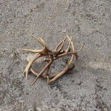 corna di cervo e una di renna attaccate a forma di lampadario