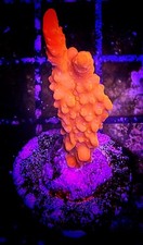 WYSIWYG Super Bright Orange